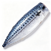 Fresh Mackerel Fish